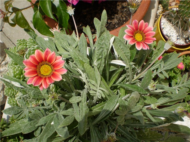 gazanija